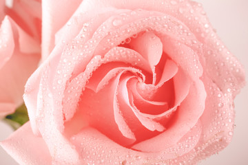 tender pink rose closeup