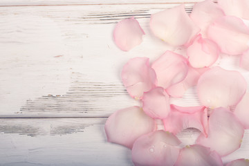 petals of pink roses on a white wooden background
