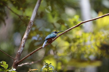  Hummingbird 01