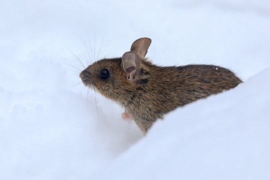 Wood mouse