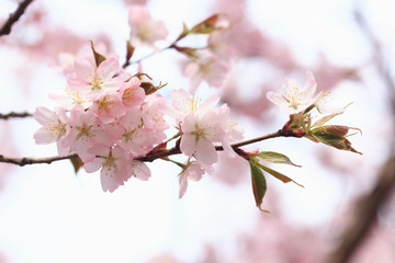 Sakura flowers on the tree branches in the park. gentle spring background