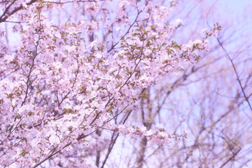 Sakura flowers on the tree branches in the park. gentle spring background
