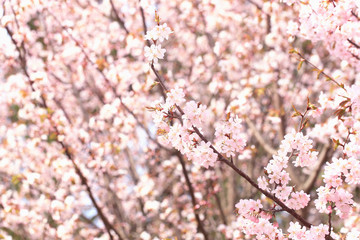 Sakura flowers on the tree branches in the park. gentle spring background