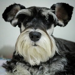 Schnauzer