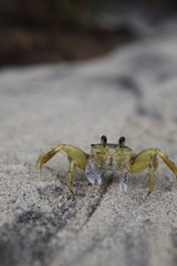 Ghost Crab Maria farinha 01