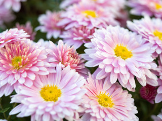 Close up view on pink chrysanthemums growing in summer field. Floral background. Pink marguerites blossoming. Crown daisies bouquet. Blurred background. Selective soft focus