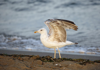seagull with long legs and open wings on the beach