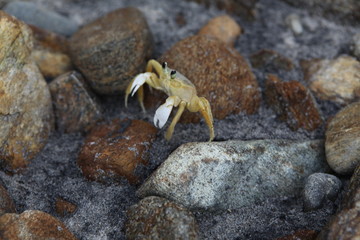 Ghost Crab Maria farinha 03