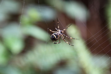 Tropical Spider 02