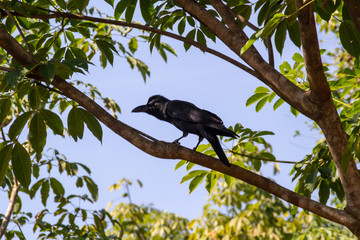 Black raven sits on the branch of the tree