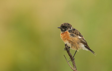 African Stonechat juvenile sitting on a twig, plain blurred background behind it.