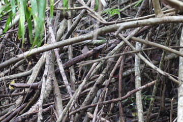 Mangrove texture 01