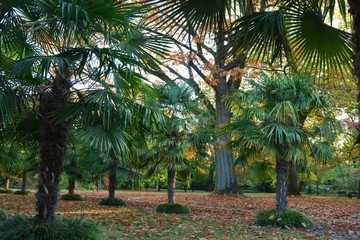 Palmenalle und Laubbäume im Herbst