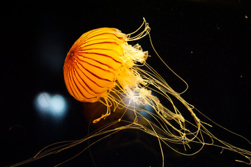 Beautiful Jellyfish floating © SURANG AKARACHAIYAN