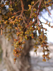 Rhipsalis baccifera