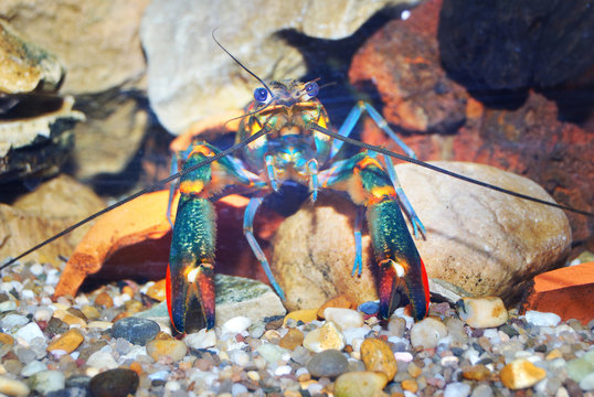 Colorful Australian blue crayfish - cherax quadricarinatus in aquarium