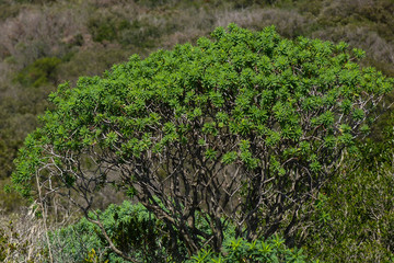 Cespuglio di Euforbia arborea (Euphorbia dendroides) nella macchia mediterranea