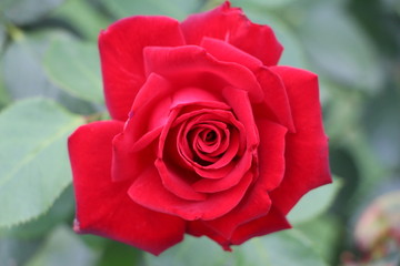 red rose