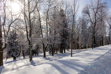 On the lawn covered with snow the nice trees are standing poured with snowflakes in frosty winter day.