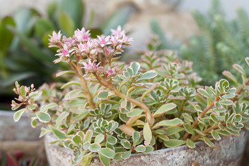 beautiful funny plant with small flowers in a ceramic pot growing in the garden