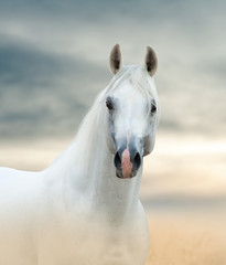 White arabian horse