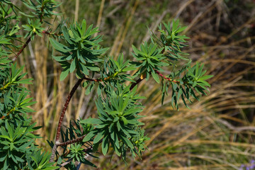 cespuglio di Euforbia arborea (Euphorbia dendroides),particolare nella macchia mediterranea