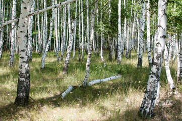 walking in the summer birch forest is very useful for health living in the metropolis