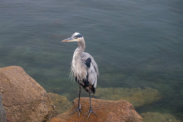 Great Blue Heron in the early morning in Morro Bay on the central coast of California United States