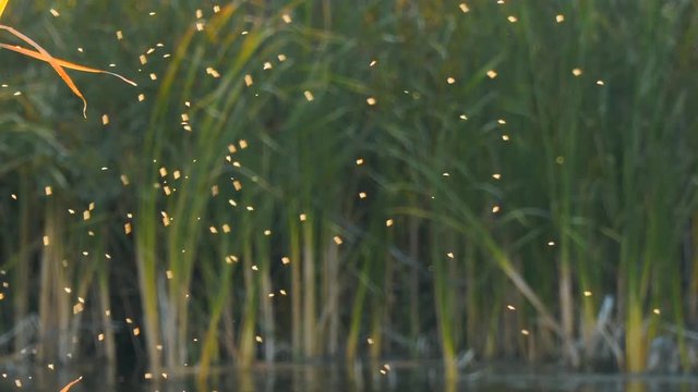 Gnus, mosquitoes or midges fly over the lake and reeds, sedge. Camera zooming