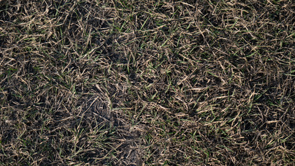 Texture of grass