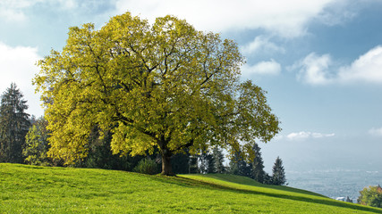 Fototapeta na wymiar der Baum