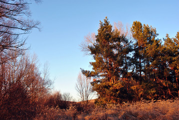 Pine forest and willows on the other hill, rotten dry yellow grass, background of blue sky, sunny autumn day, Ukraine