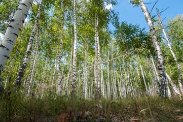 walking in the summer birch forest is very useful for health living in the metropolis