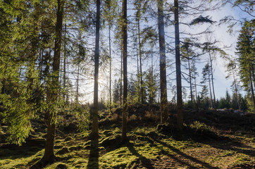 Beautiful bright forest background