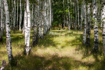 walking in the summer birch forest is very useful for health living in the metropolis