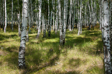 Obraz premium walking in the summer birch forest is very useful for health living in the metropolis