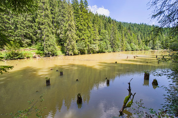 Dead tree stumps in lake