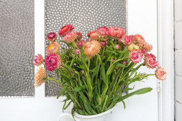 Close up of coral pink everlasting daisies in white jug against rustic glass door (selective focus)