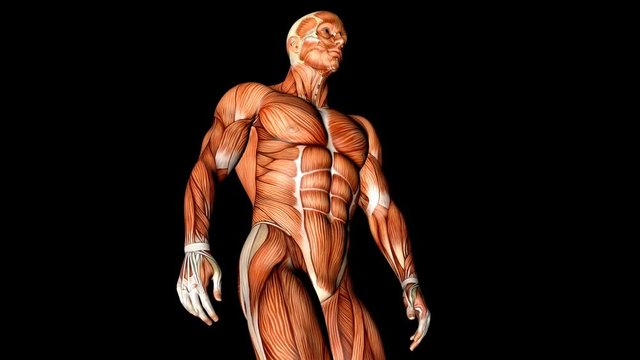 Visible Muscles And Tendons Medical Anatomy Animation