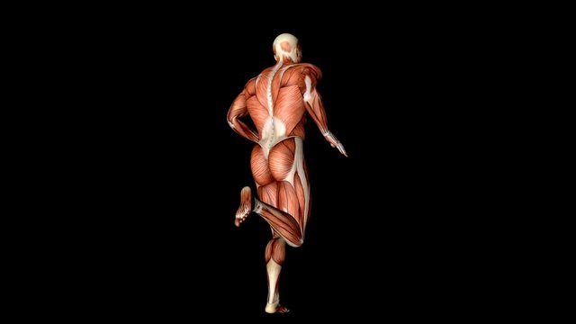 Visible Muscles And Tendons Medical Anatomy Animation