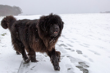 dog in snow