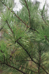 Green pine tree branches close up