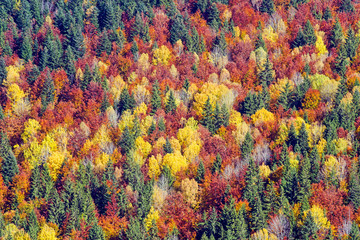 Autumn forest trees as background