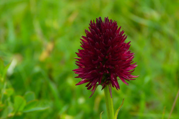 Orchidea Nigritella rubra,ritratto fiore su prato verde