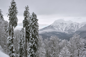 Snow covered fir trees on the background of mountain peaks. Panoramic view of the picturesque snowy winter landscape. Sochi, Russia