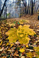 Close-up of maple leaf on autumn forest in Poland.