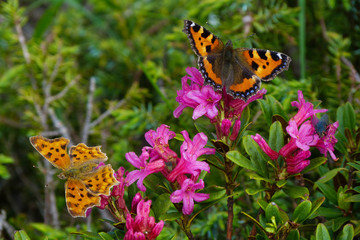 Fototapeta premium Motyle Vanessy i Polygonii na kwitnienie rododendronów (Rhododendron ferrugineum)
