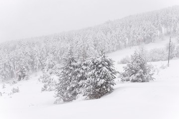 Snow mountain landscape with fir trees.