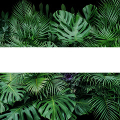 Monstera, fern, and palm leaves tropical foliage plants bush nature backdrop with white frame lay out on dark background.