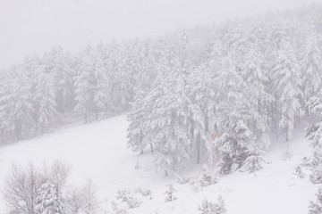 foggy mountain woods landscape. winter forest trees.